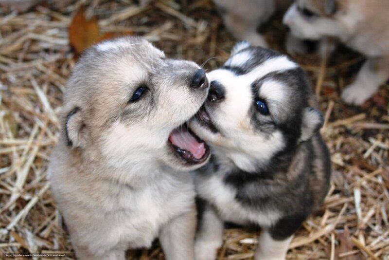 Puppies playing together