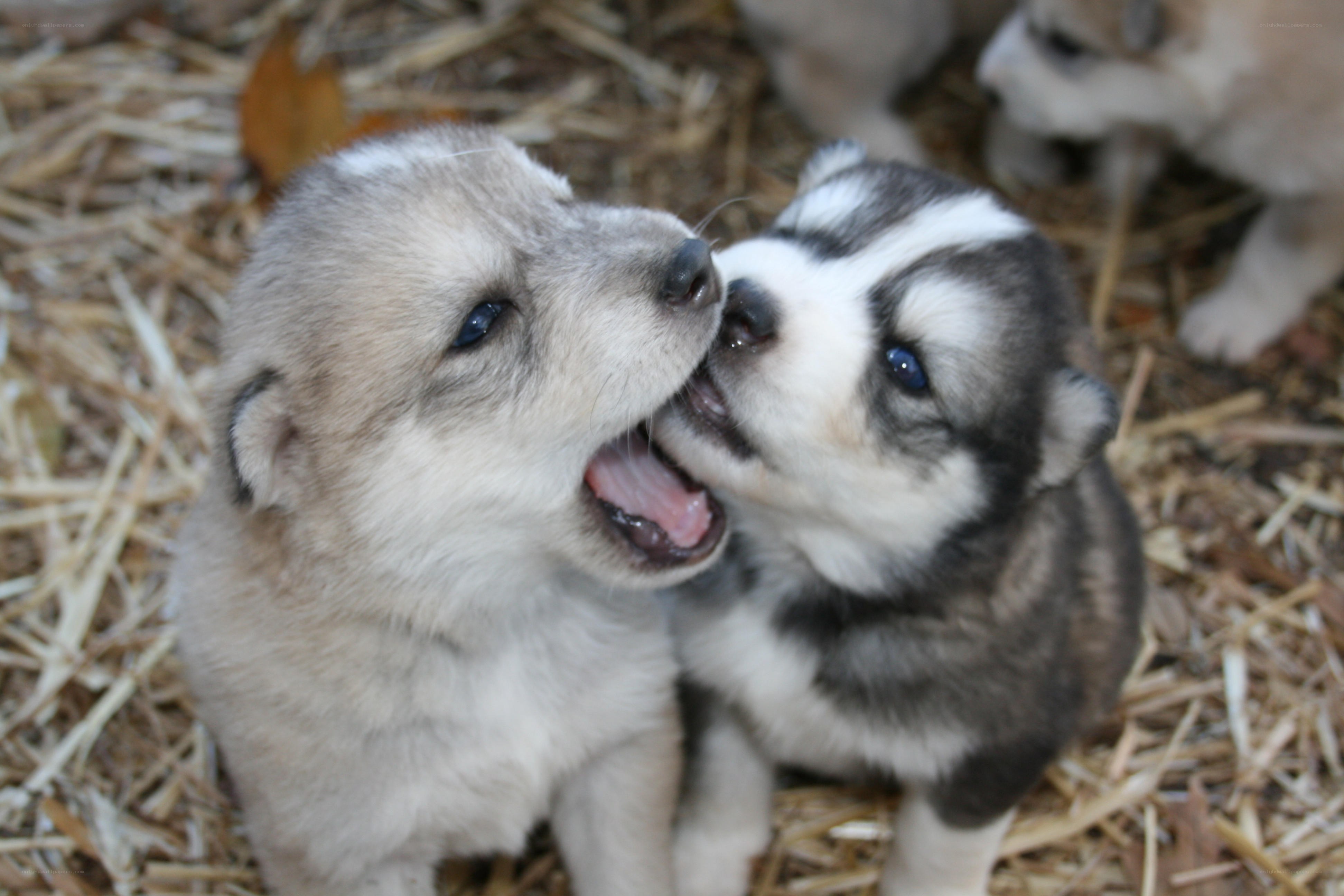 Puppies playing together