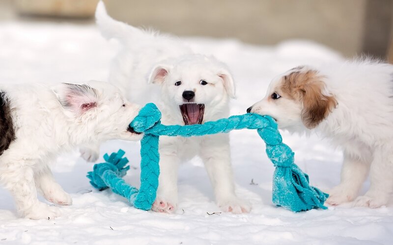 Puppies Playing Tug-of-war