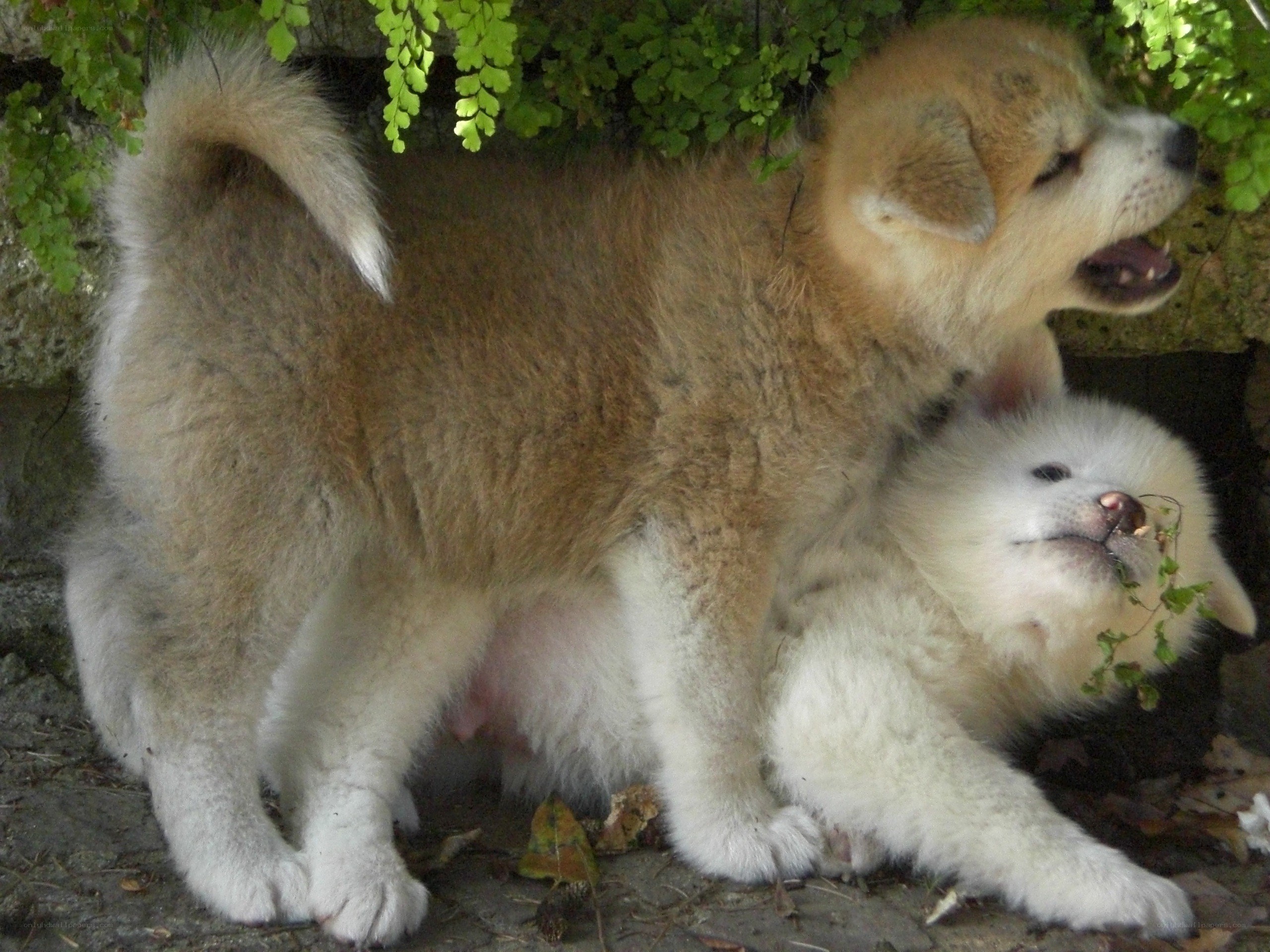 Puppies playing under foliage