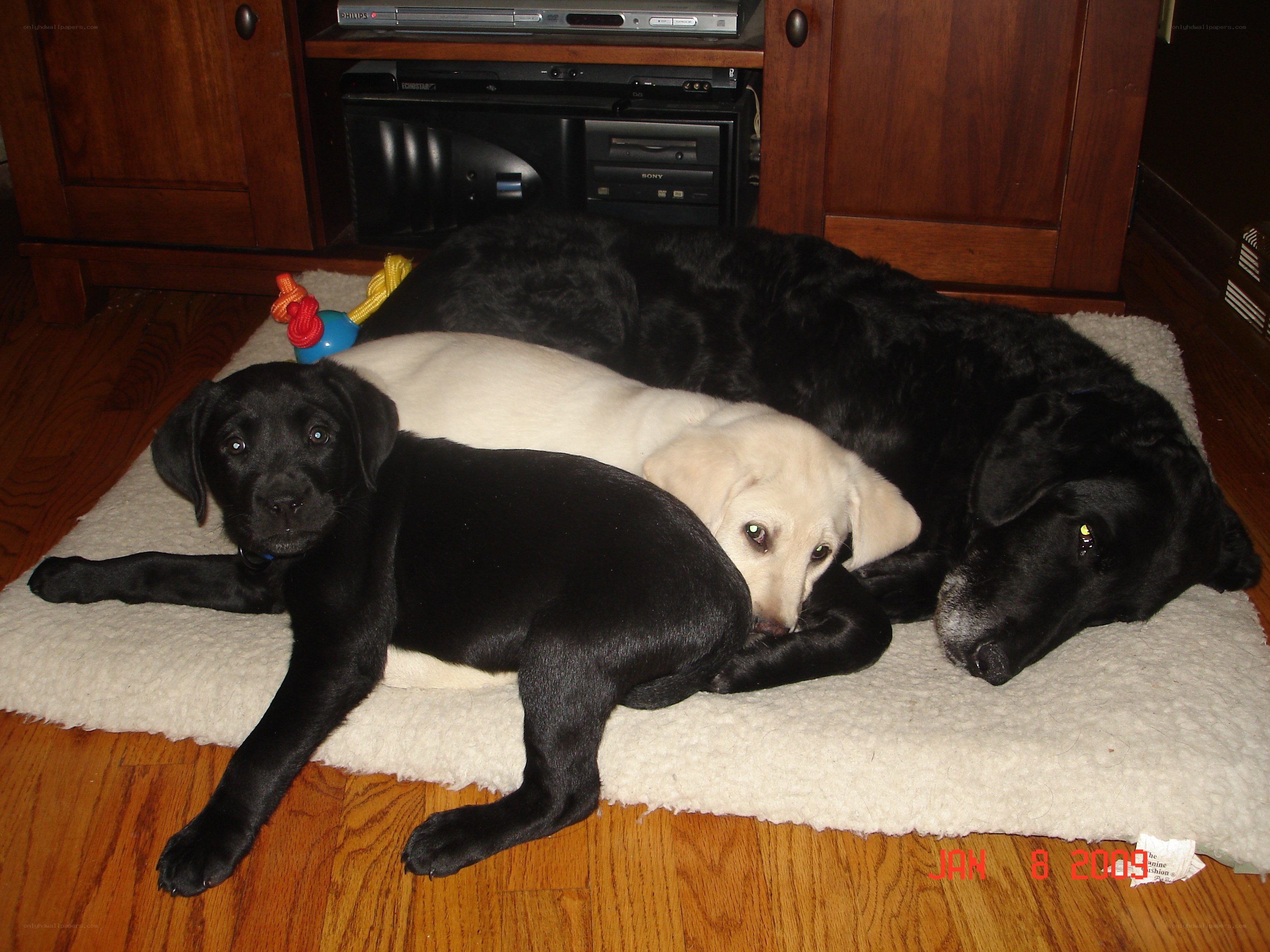Puppies resting on a mat