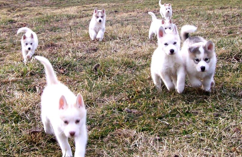 puppies running in a field