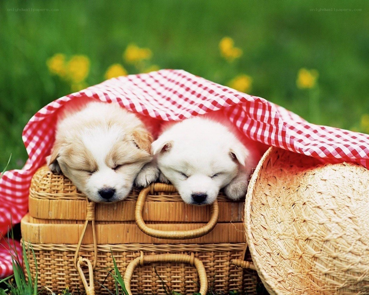 Puppies sleeping in a basket