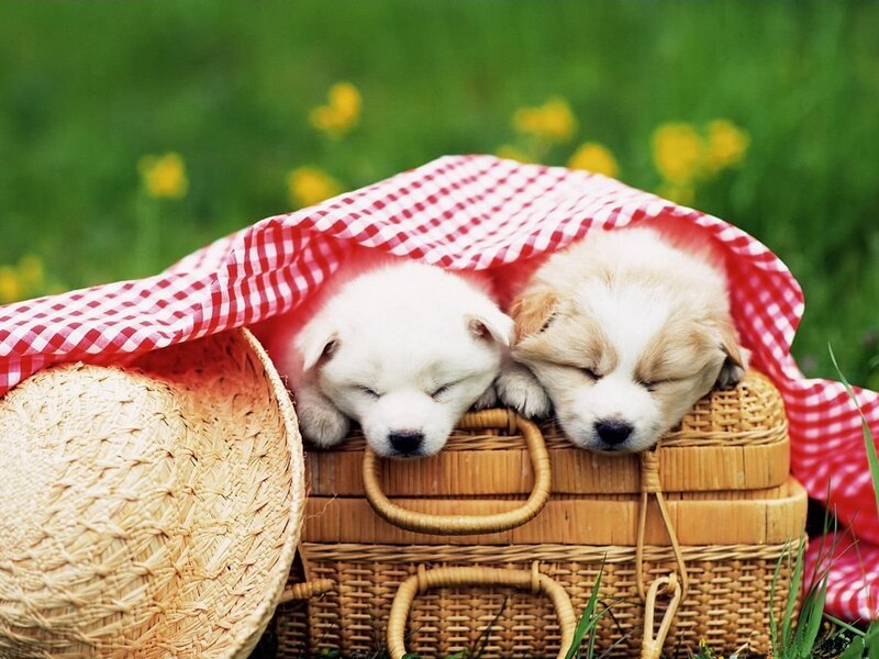 Puppies sleeping in a basket