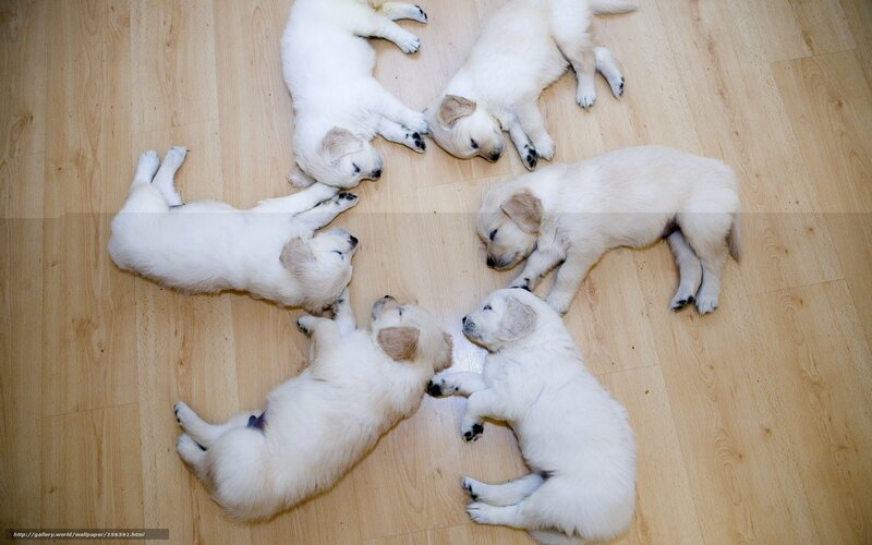Puppies sleeping in a circle