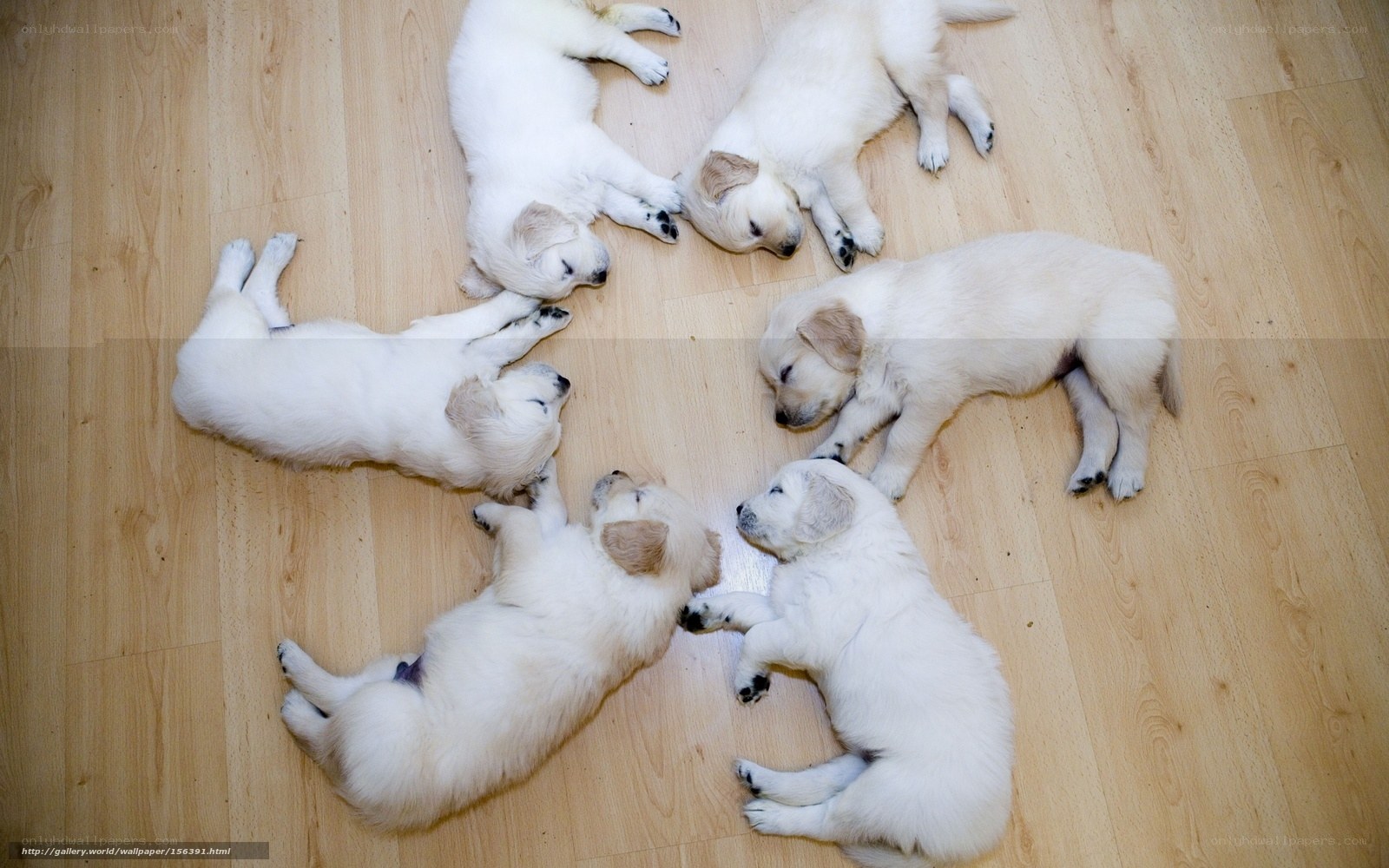 Puppies sleeping in a circle