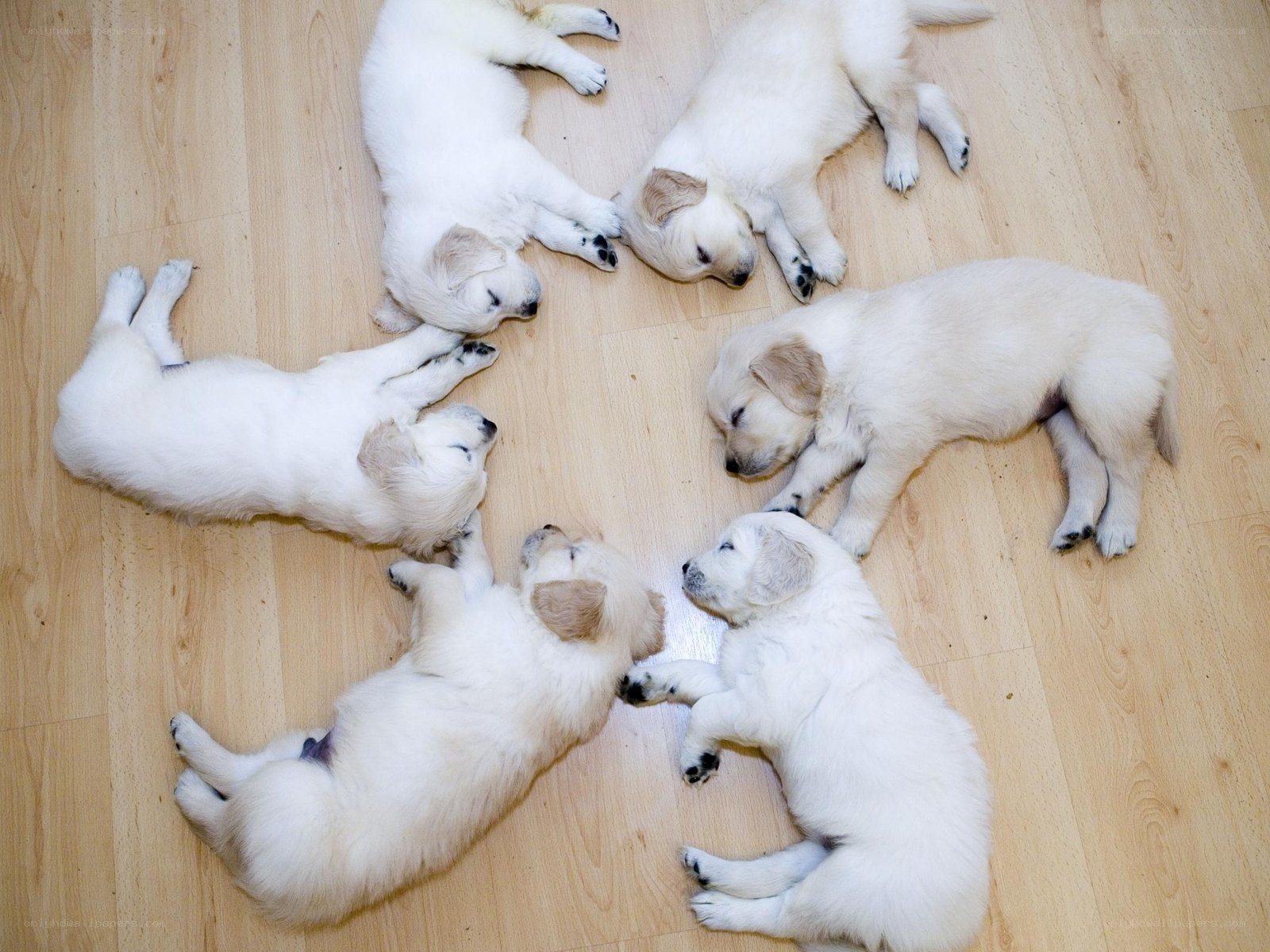 Puppies sleeping in a circle
