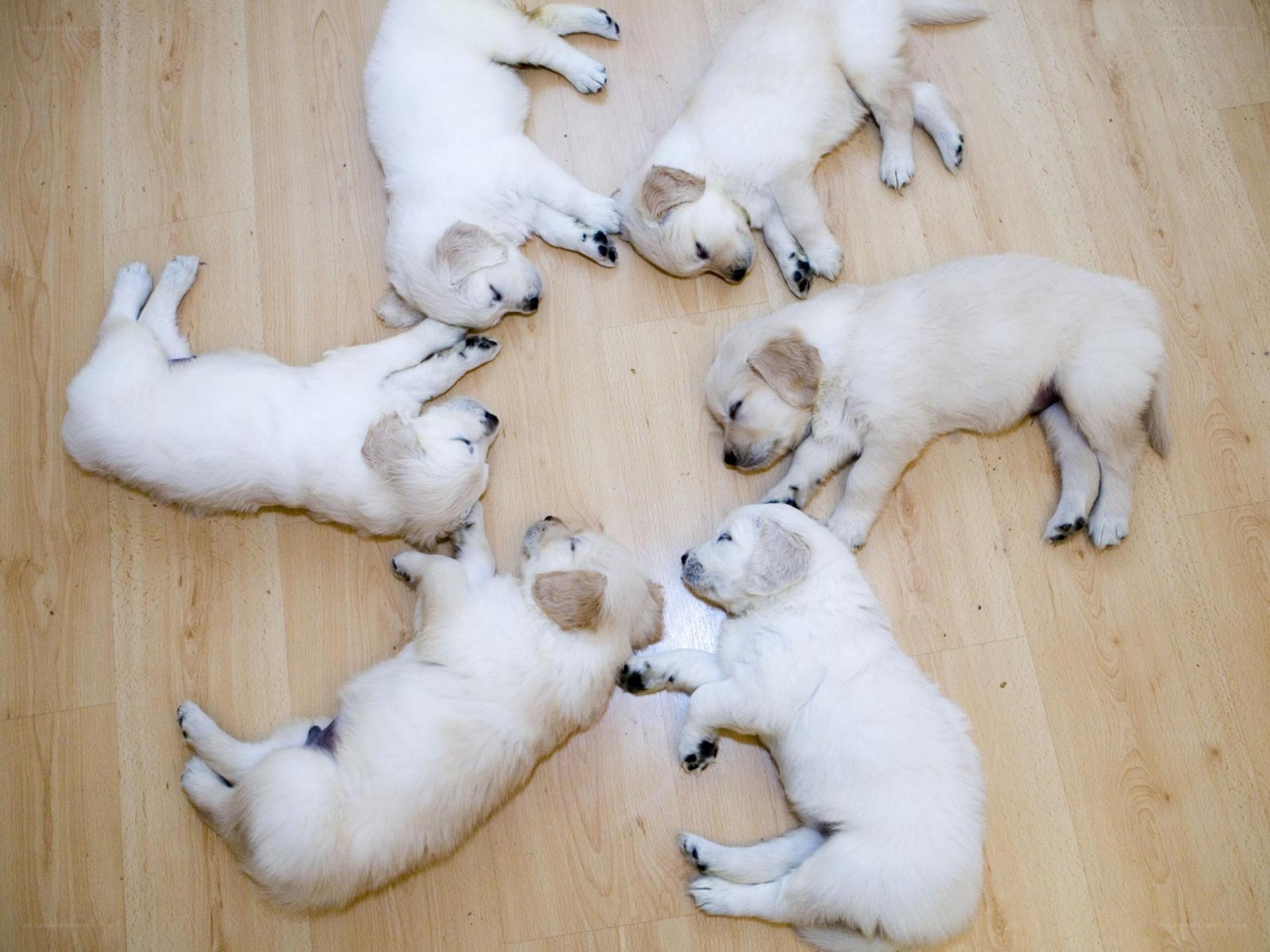 Puppies sleeping in a circle