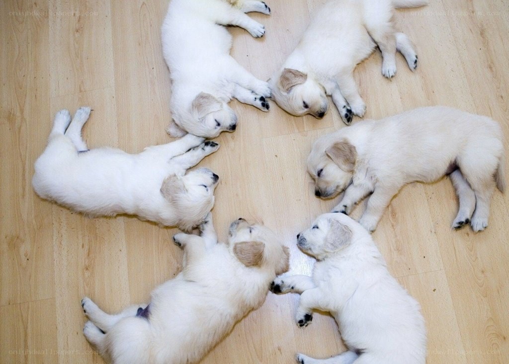 Puppies sleeping in a circle