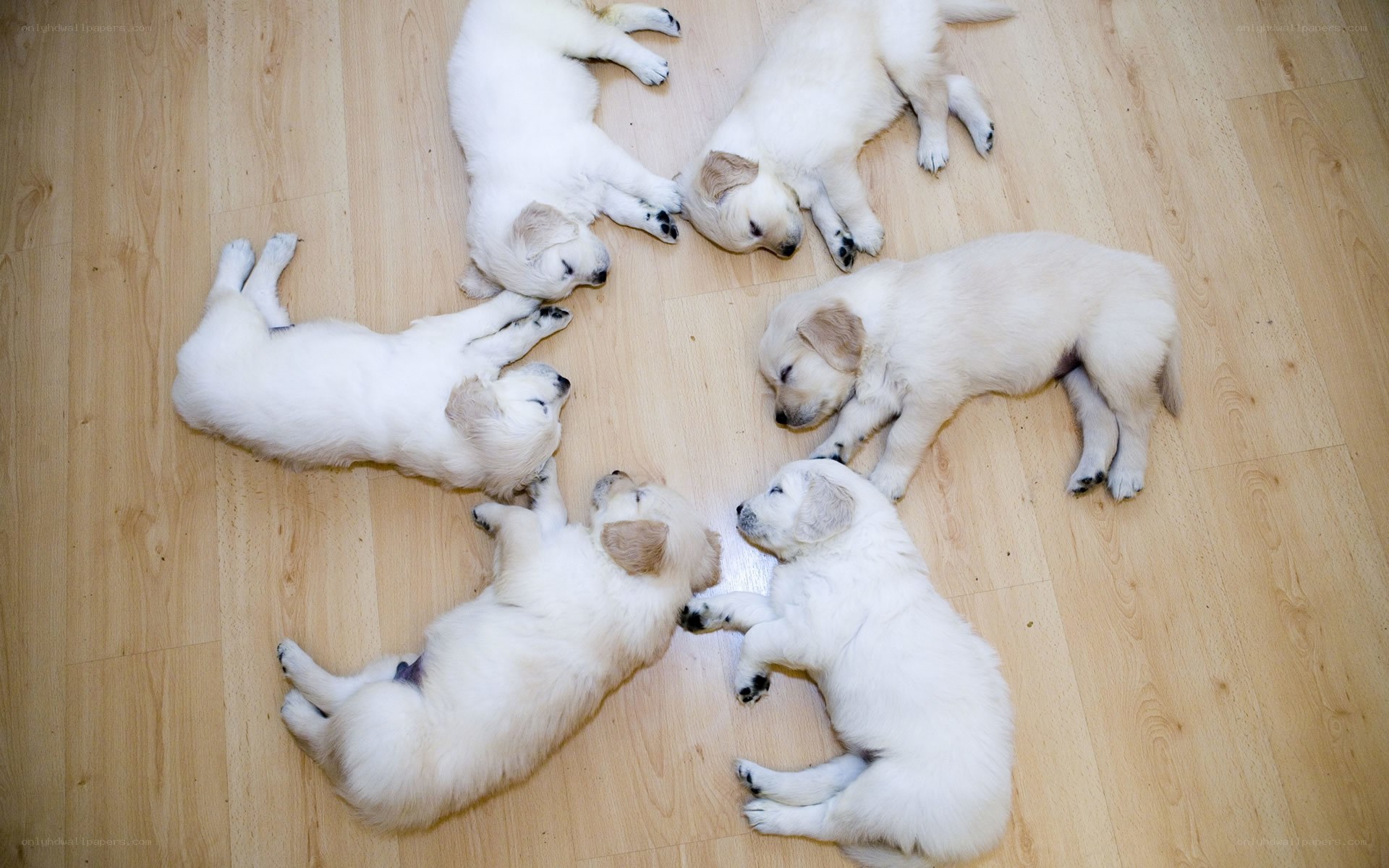 Puppies sleeping in a circle