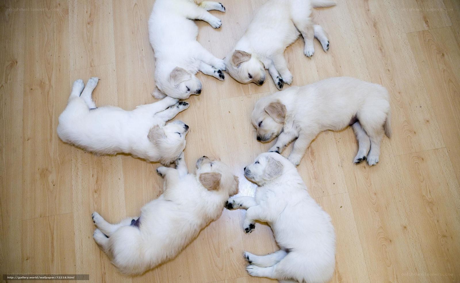 Puppies sleeping in a circle