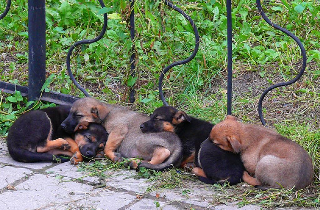 Puppies sleeping in a row