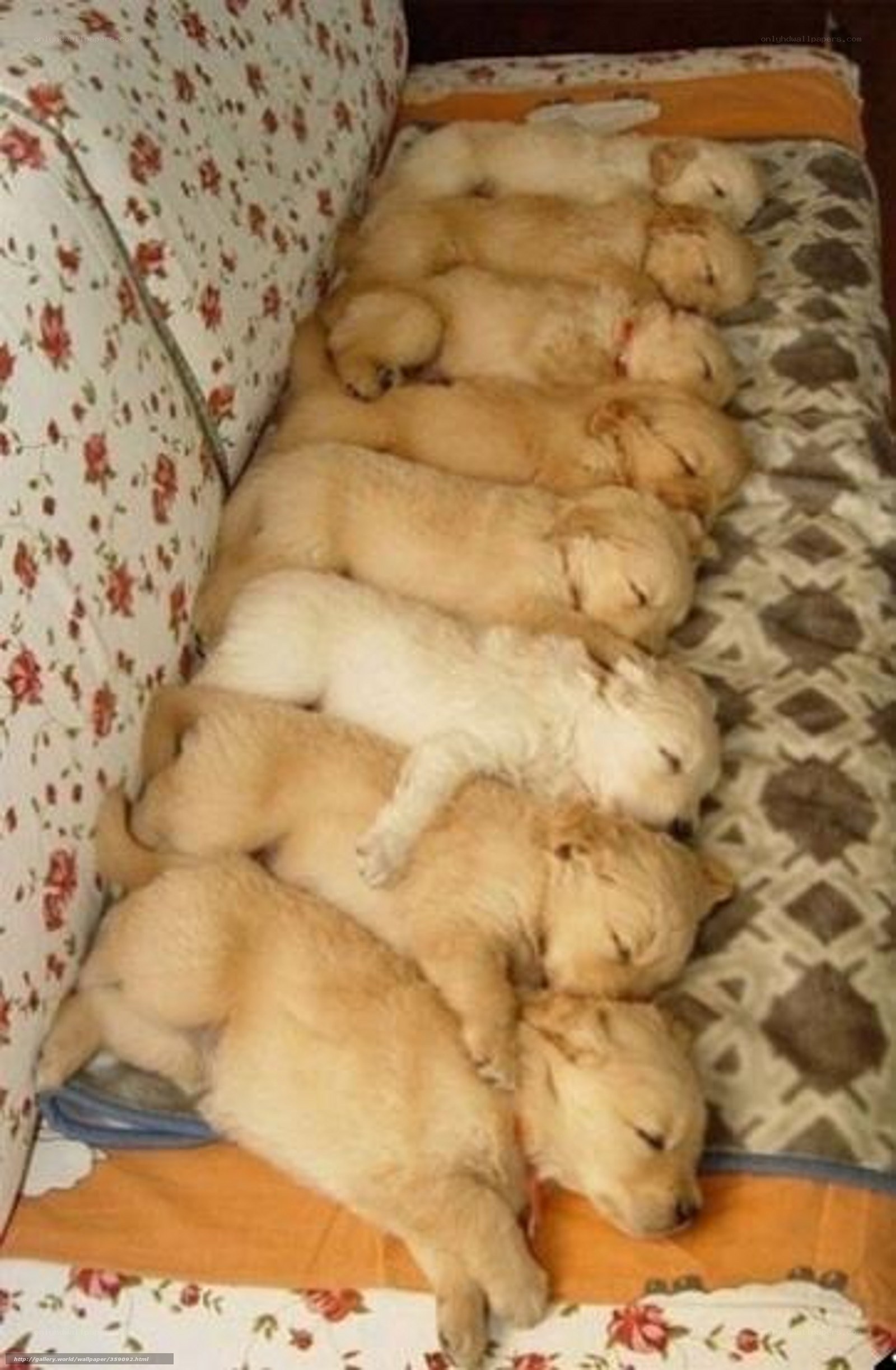 Puppies sleeping in a row