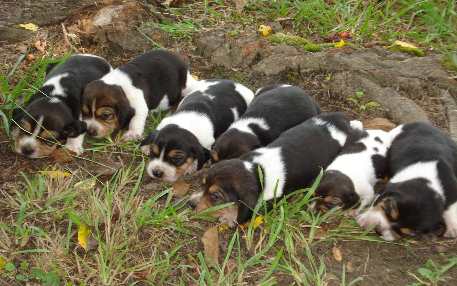 puppies sleeping in grass