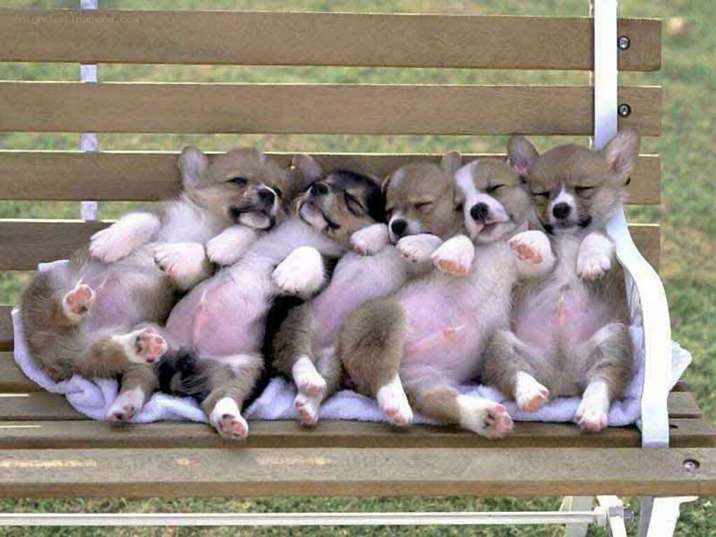 Puppies sleeping on a bench