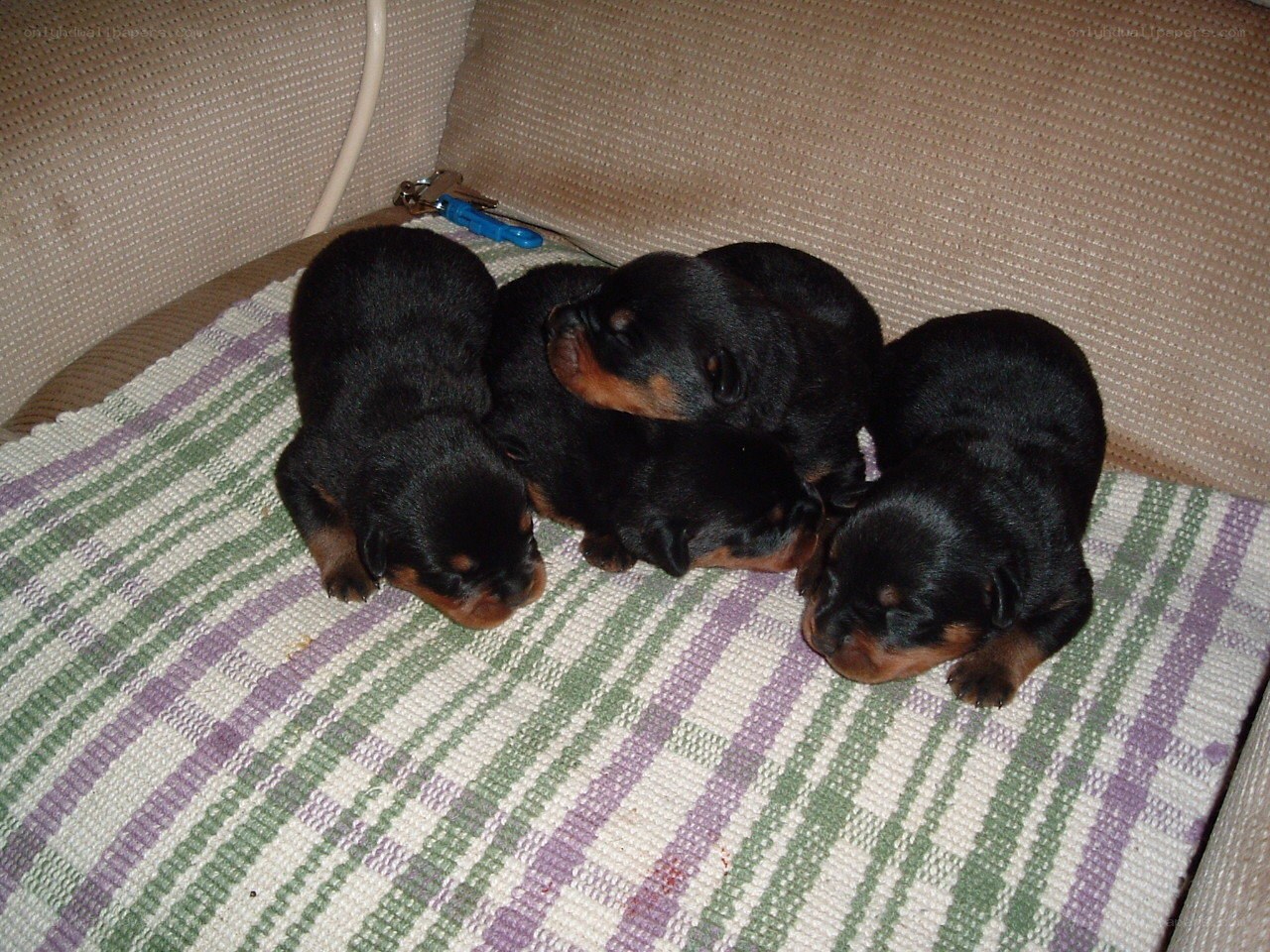 Puppies sleeping on blanket