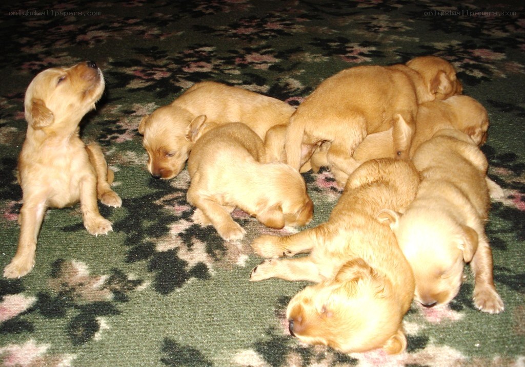 Puppies sleeping on carpet