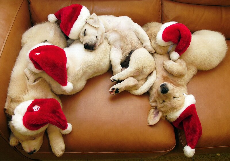 Puppies Sleeping on Couch — Brown
