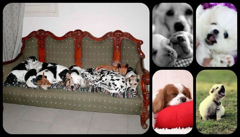 Puppies Sleeping on Couch — White