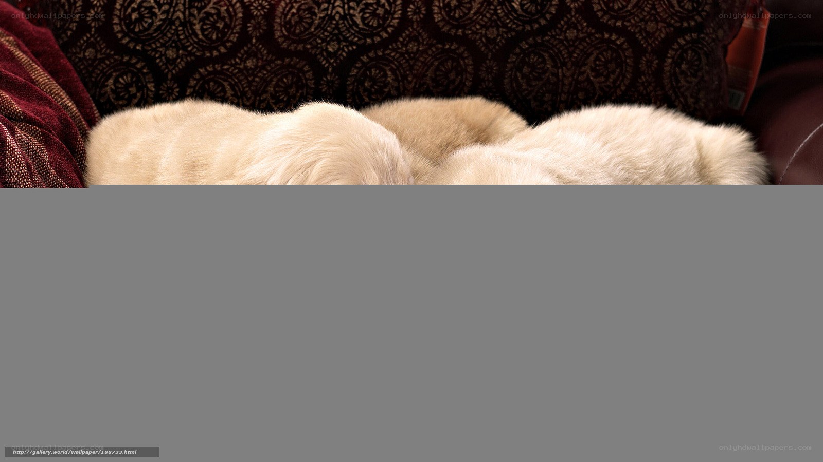 puppies sleeping on couch