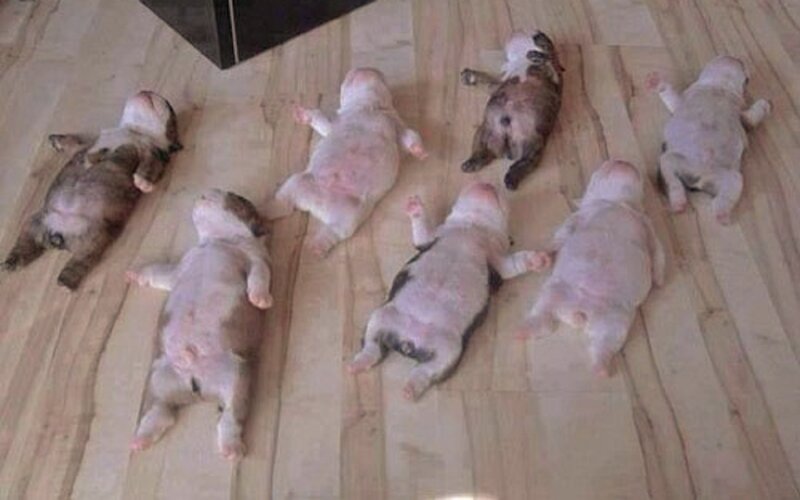 Puppies Sleeping on Floor