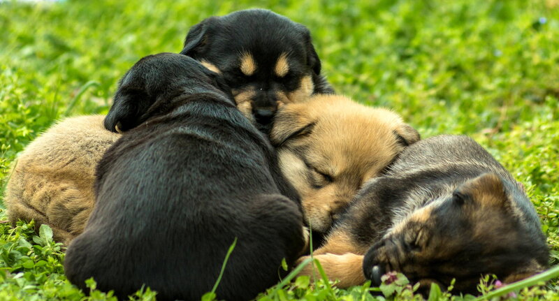 Puppies Sleeping on Grass — Green