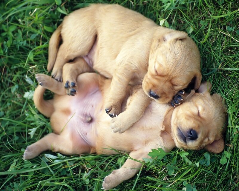 Puppies sleeping on grass
