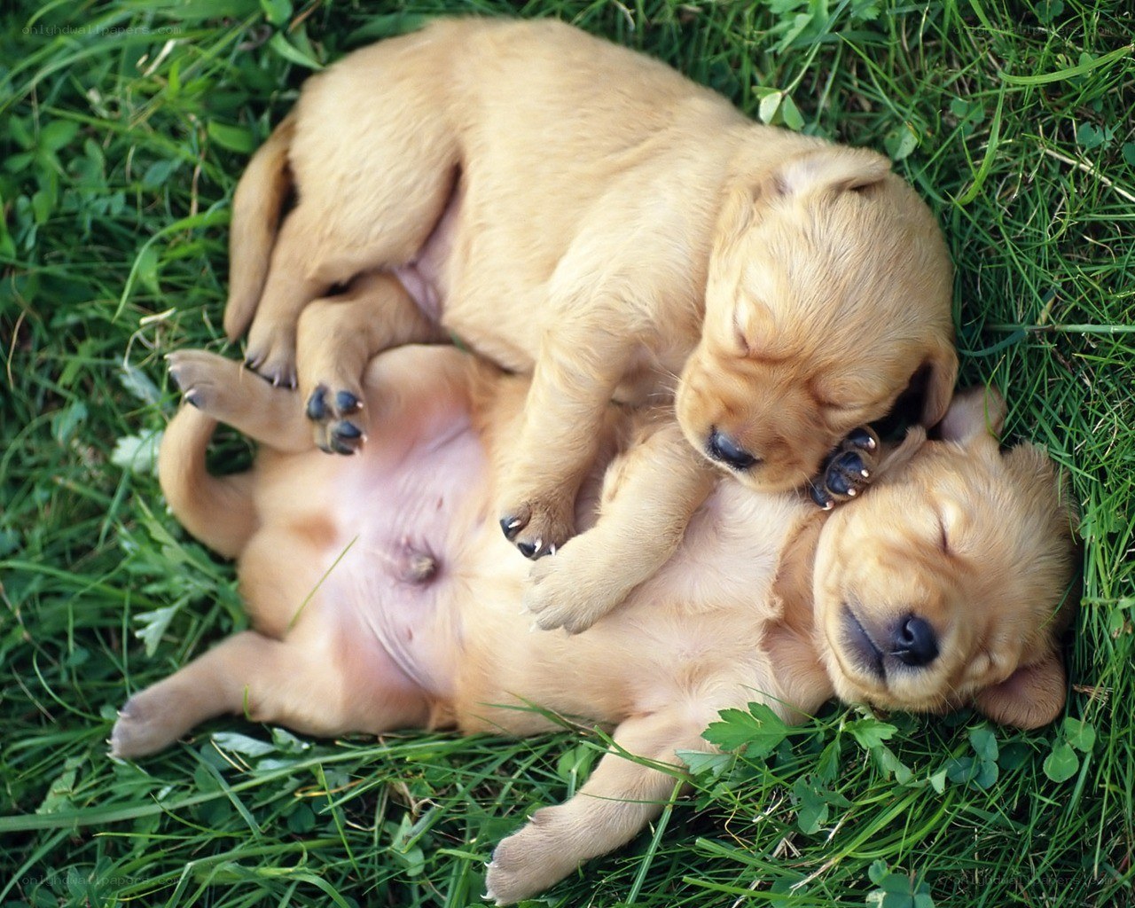 Puppies sleeping on grass