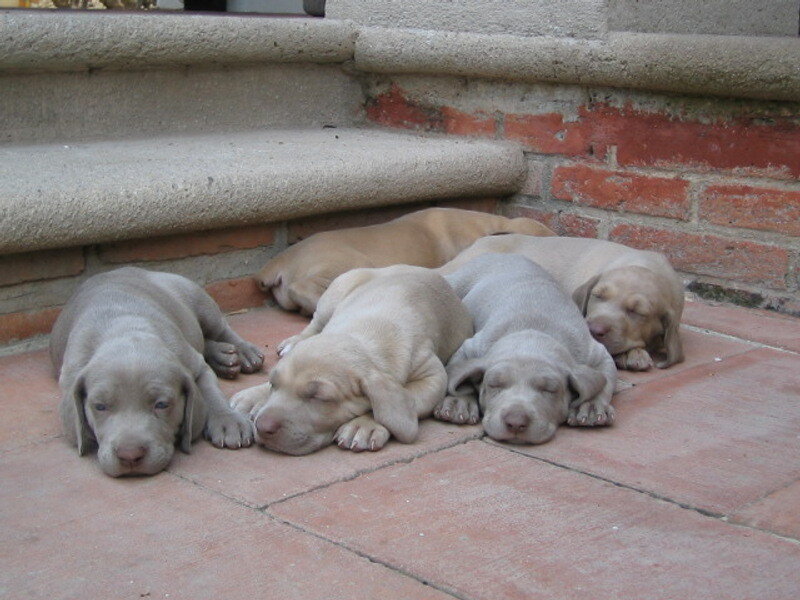 Puppies sleeping on patio