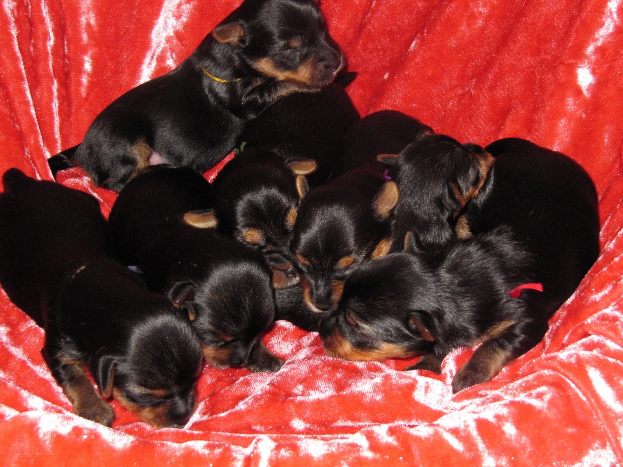 Puppies sleeping on red blanket