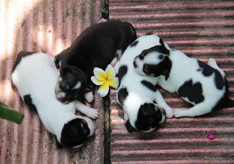 Puppies Sleeping on Roof
