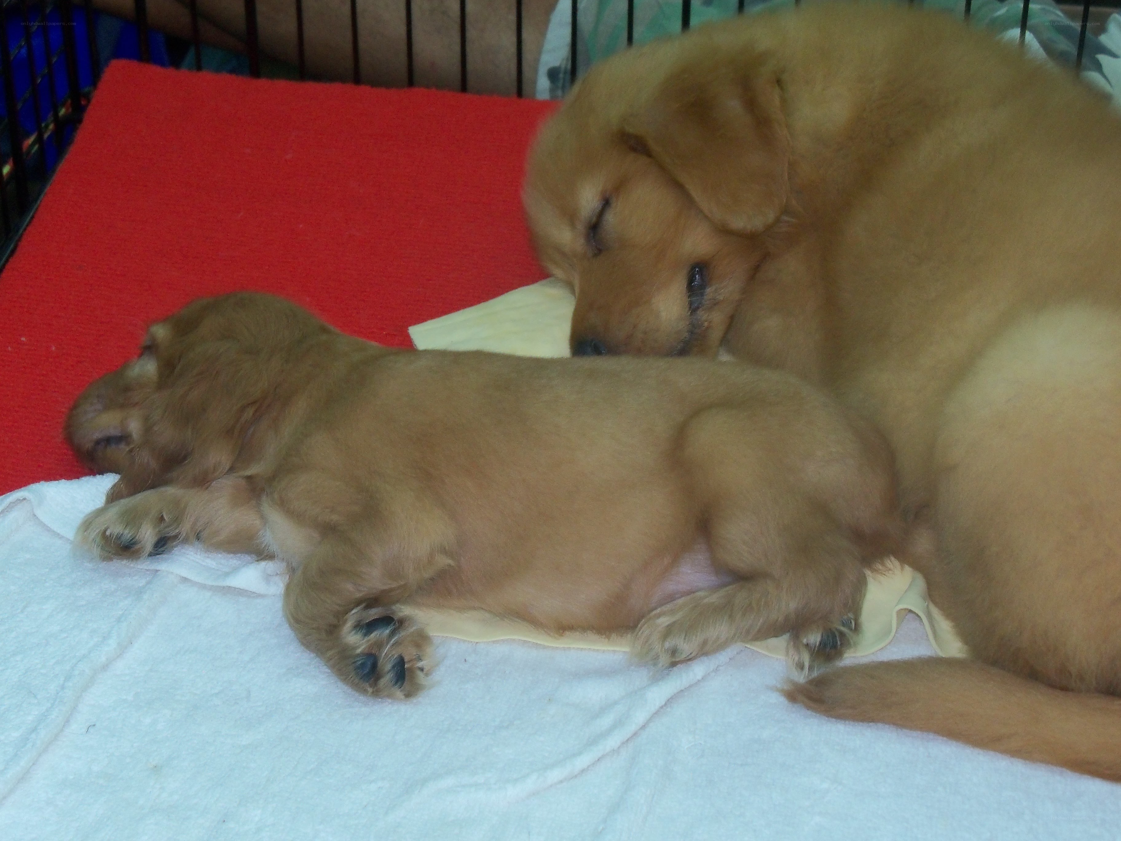 Puppies sleeping together