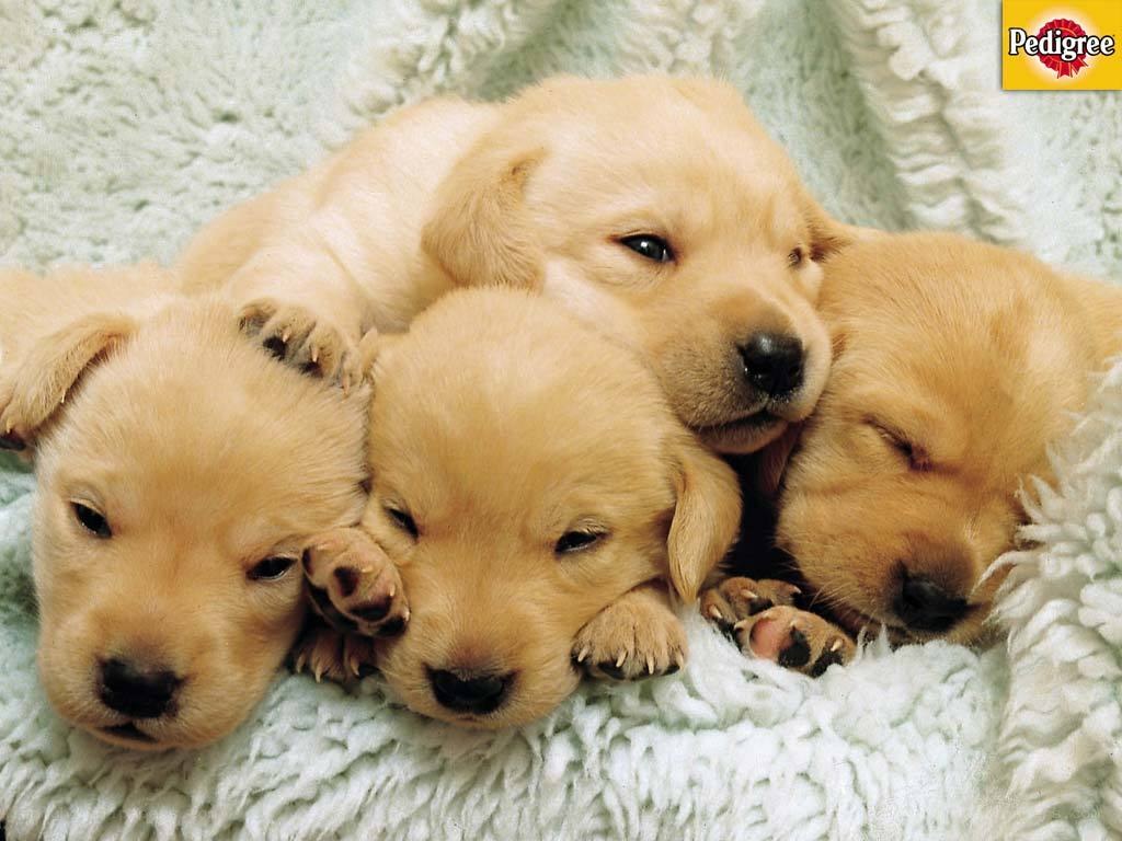 Puppies sleeping together