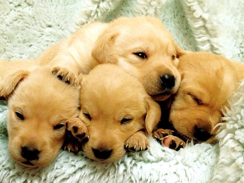 Puppies sleeping together