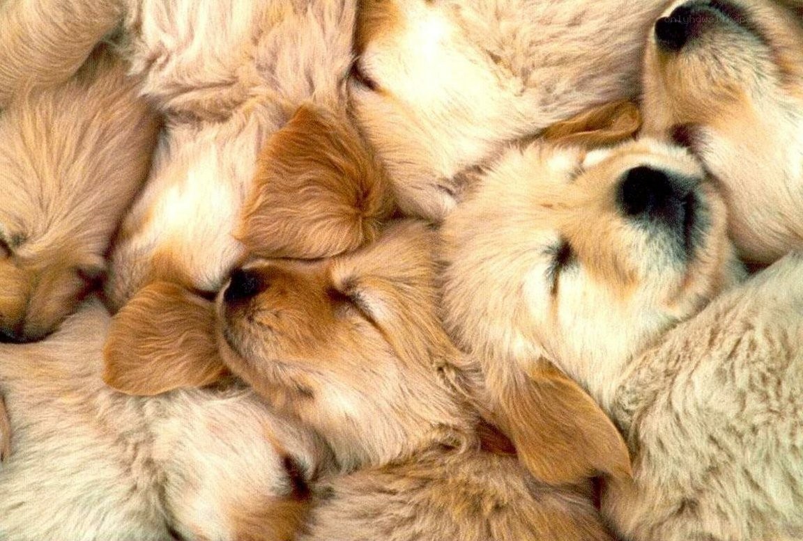 Puppies sleeping together
