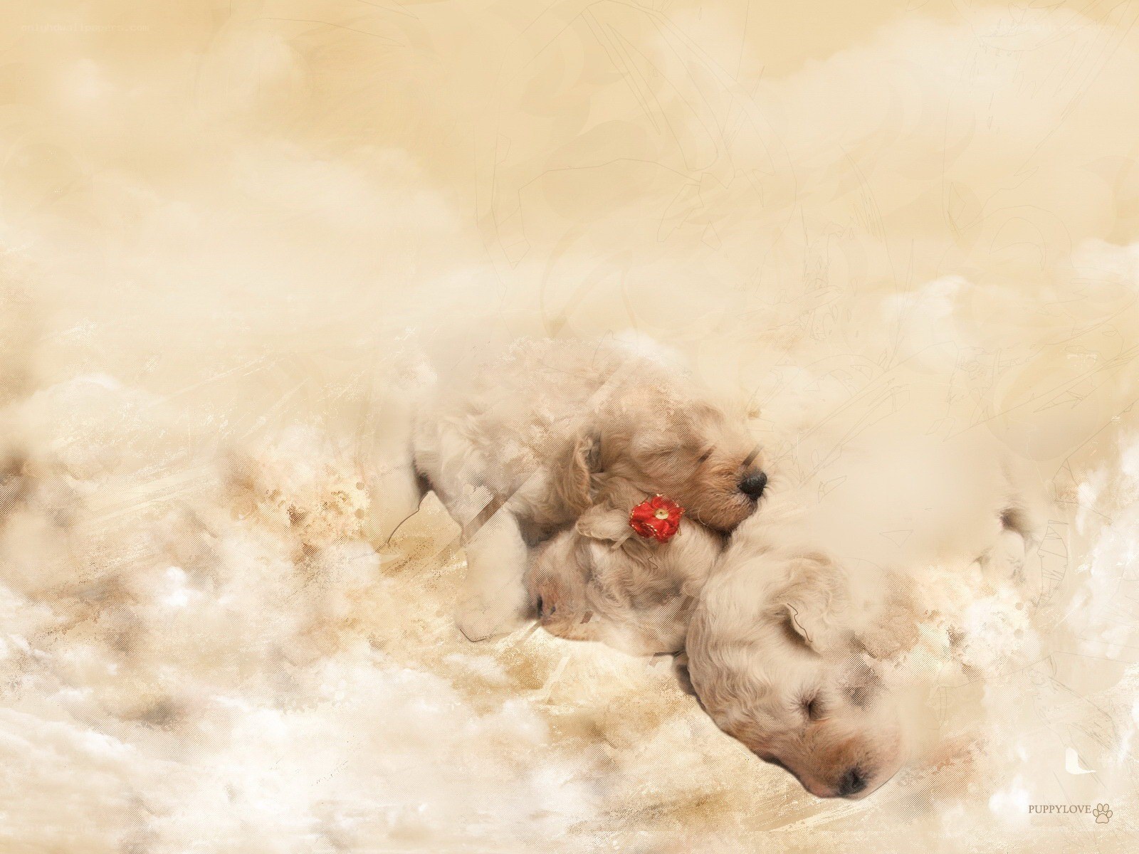 Puppies sleeping together