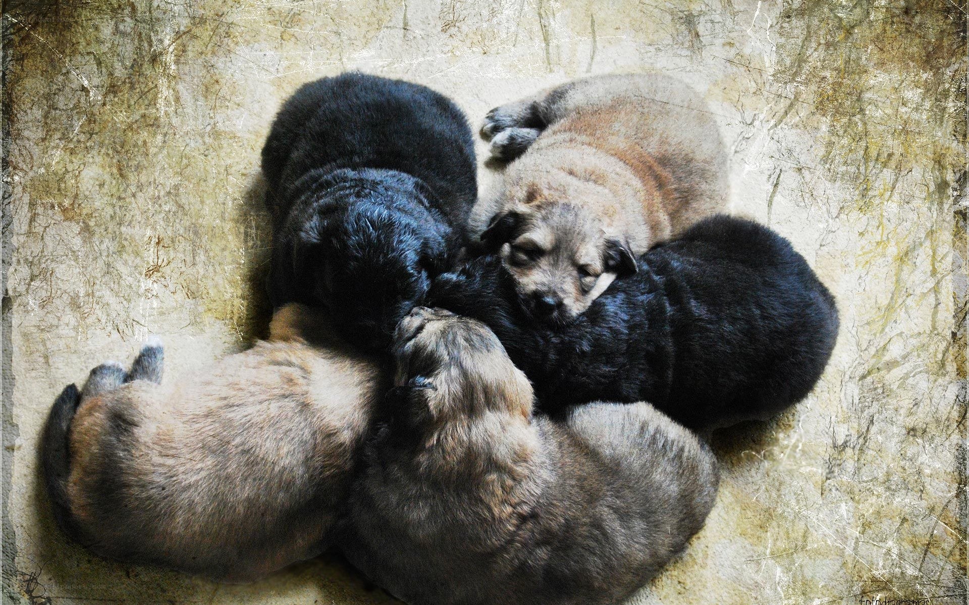 Puppies sleeping together