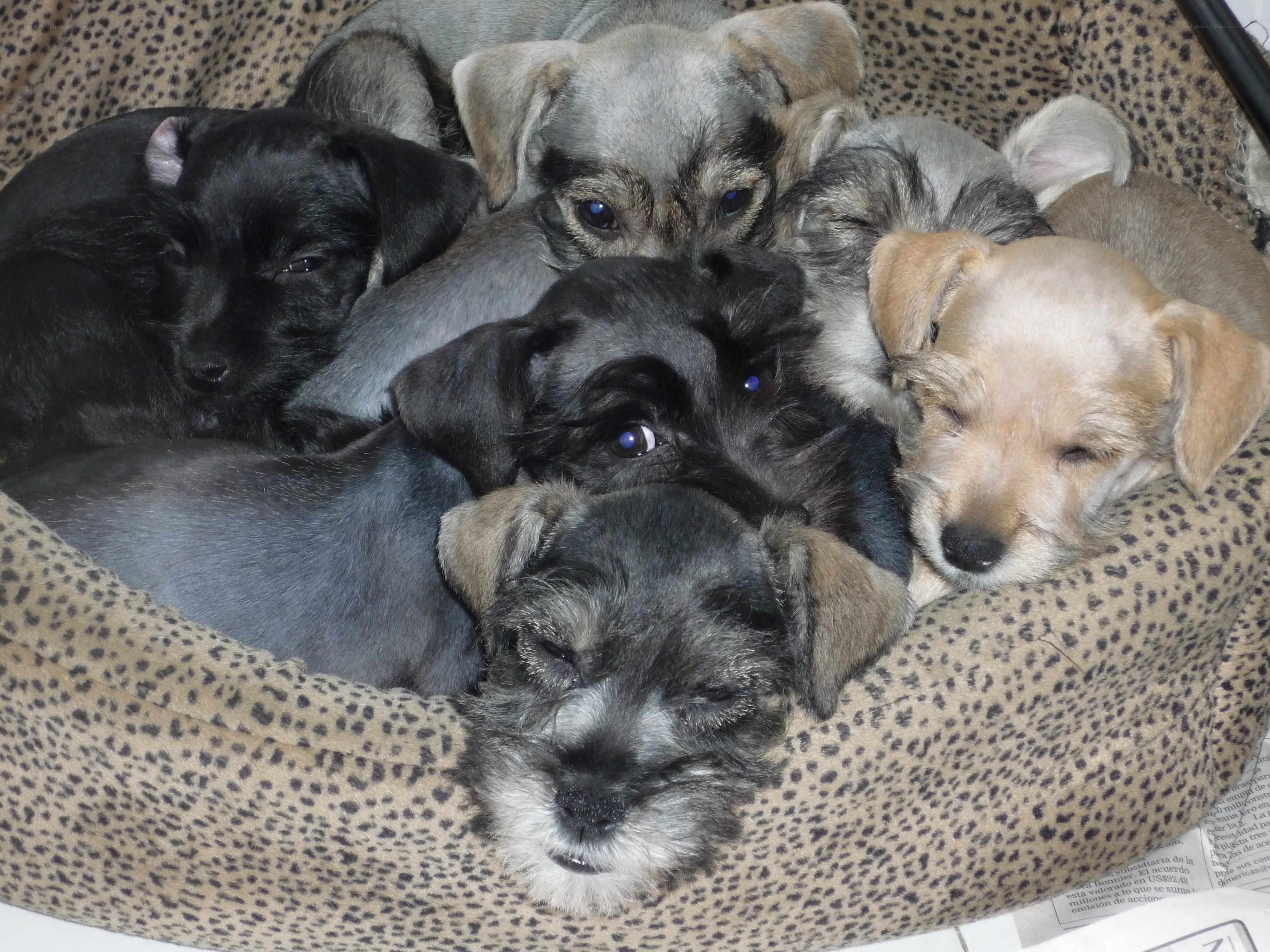 Puppies sleeping together