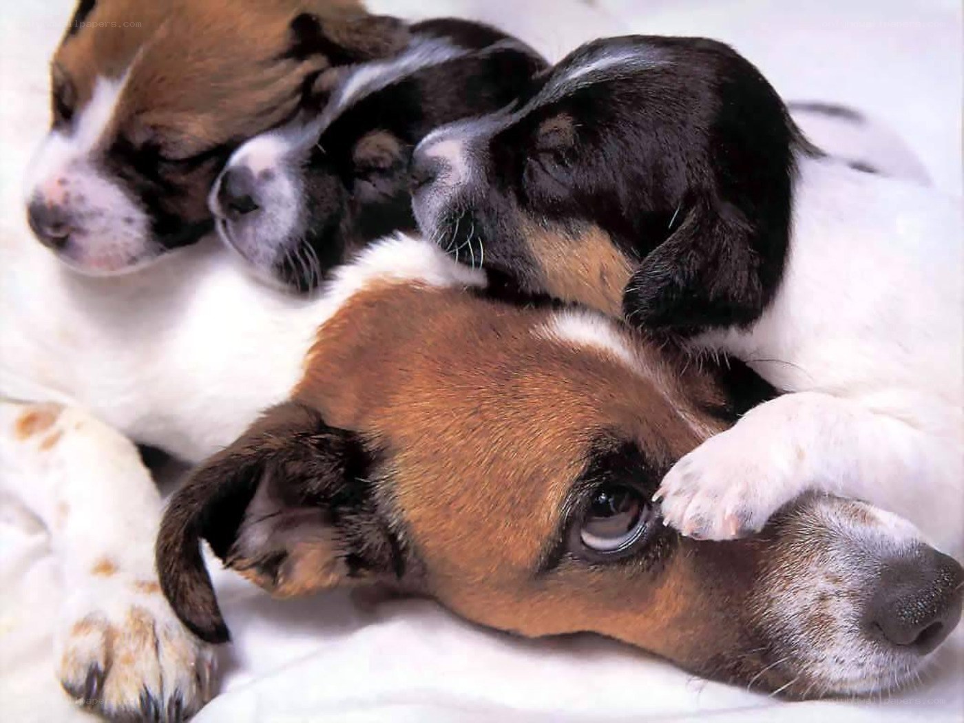 Puppies sleeping together