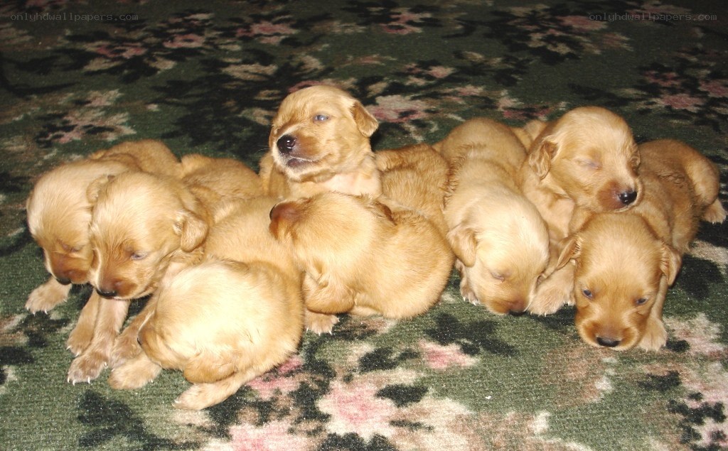 Puppies sleeping together