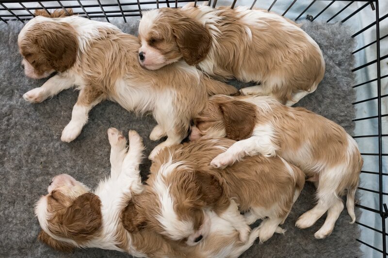 Puppies Sleeping Together — Brown