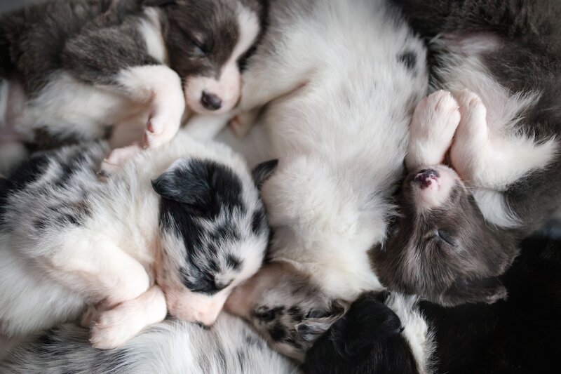 Puppies Sleeping Together — White, Peaceful