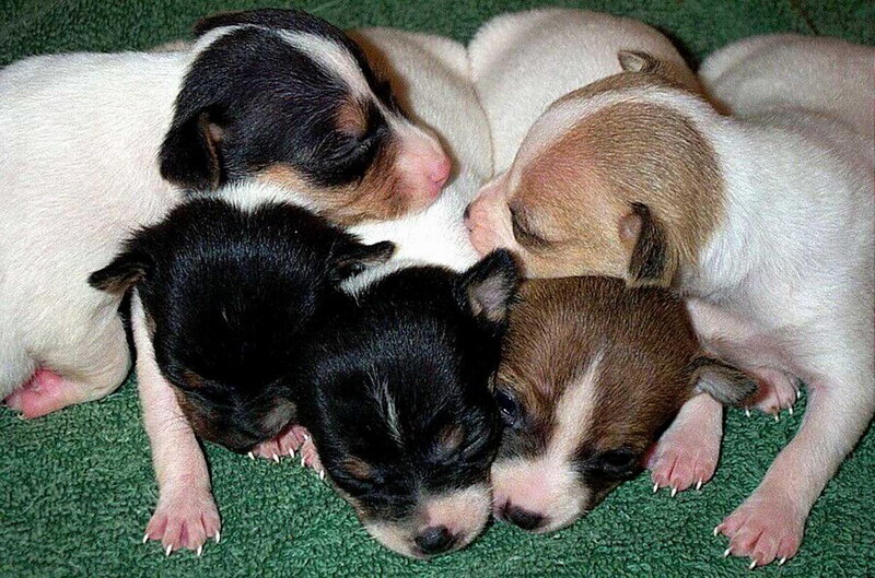 Puppies Sleeping Together — White