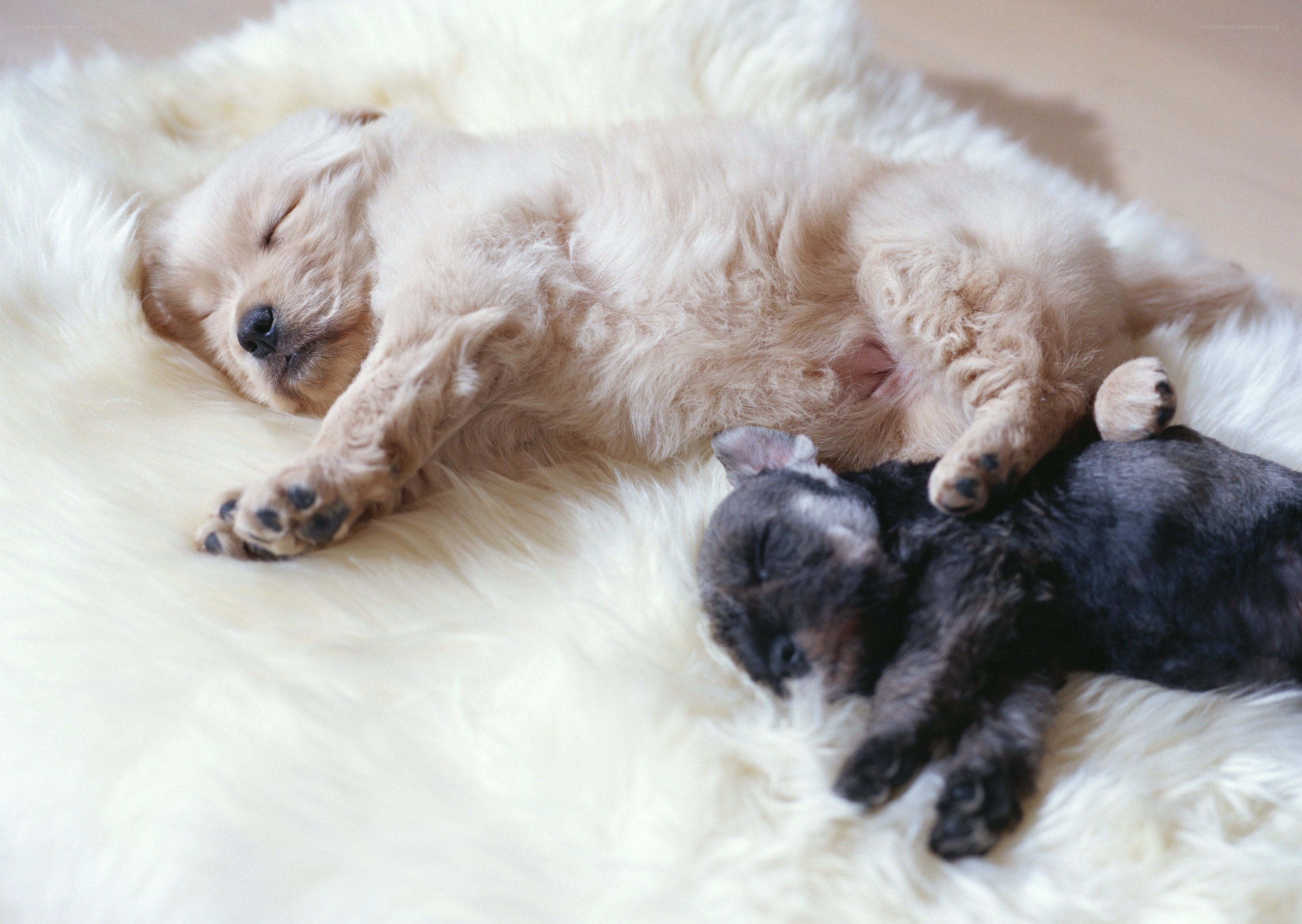 Puppies sleeping together