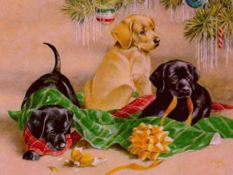 Puppies under Christmas tree