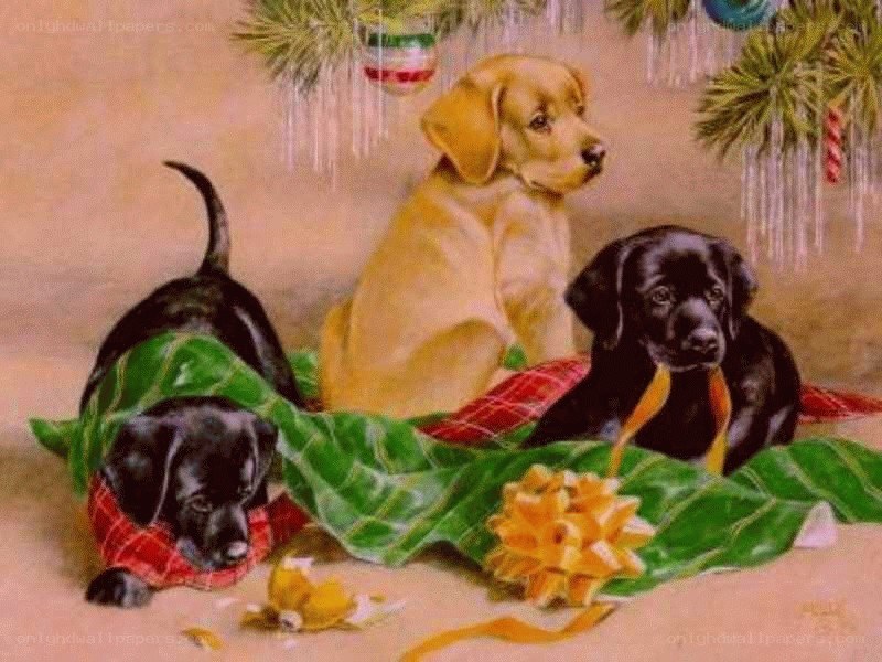 Puppies under Christmas tree
