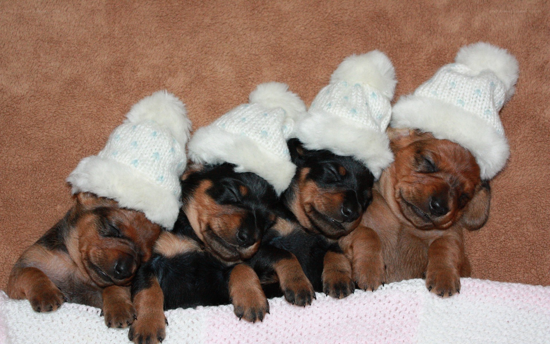 puppies wearing hats