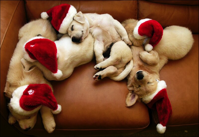 Puppies Wearing Hats — Brown, Peaceful