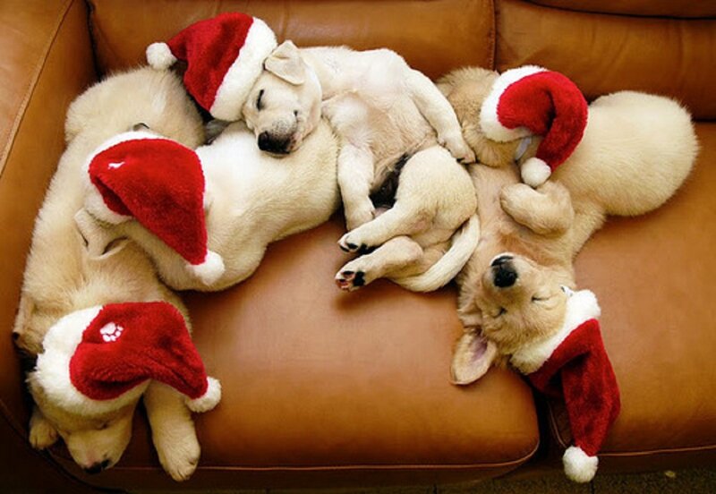 Puppies Wearing Hats — Brown, Peaceful, Winter