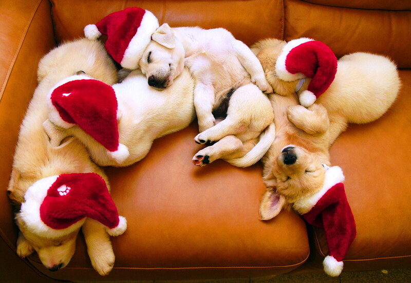 Puppies Wearing Hats — Brown